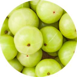 Viome - Amla Fruit Extract